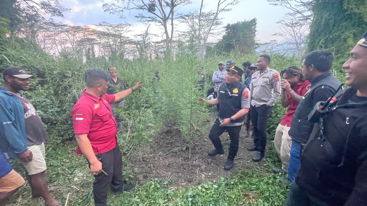 Gubernur Ingatkan Bahaya Peredaran Ganja di Papua Pegunungan